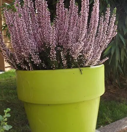 加拿大住宿加早餐酒店 萨尔格米纳