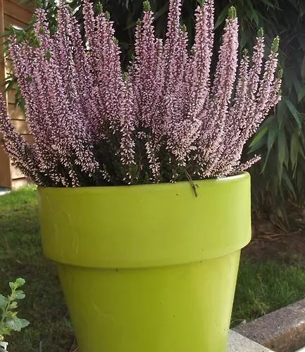 Chambres D'hotes La Canadienne Sarreguemines